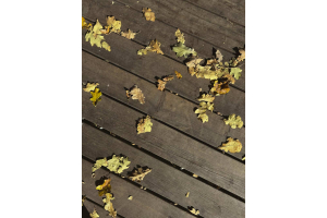 autumn leaves laying on a decking
