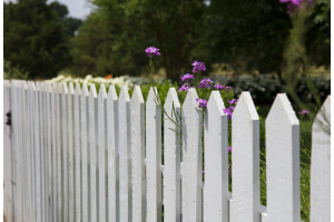 white picket fence with purple tulips coming through