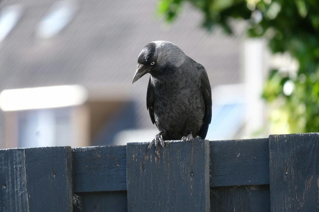 black crow sitting on a fence