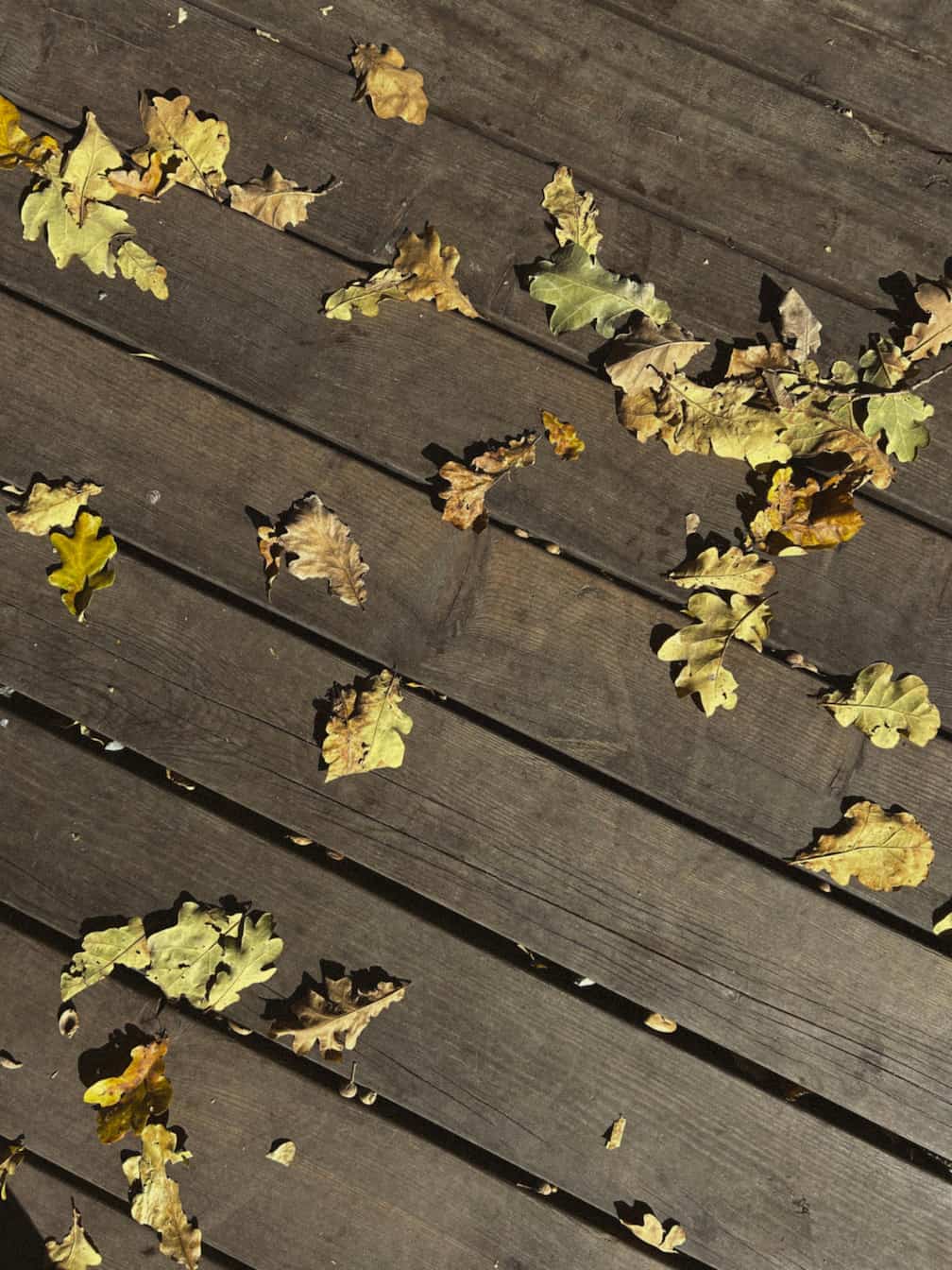 autumn leaves laying on a decking