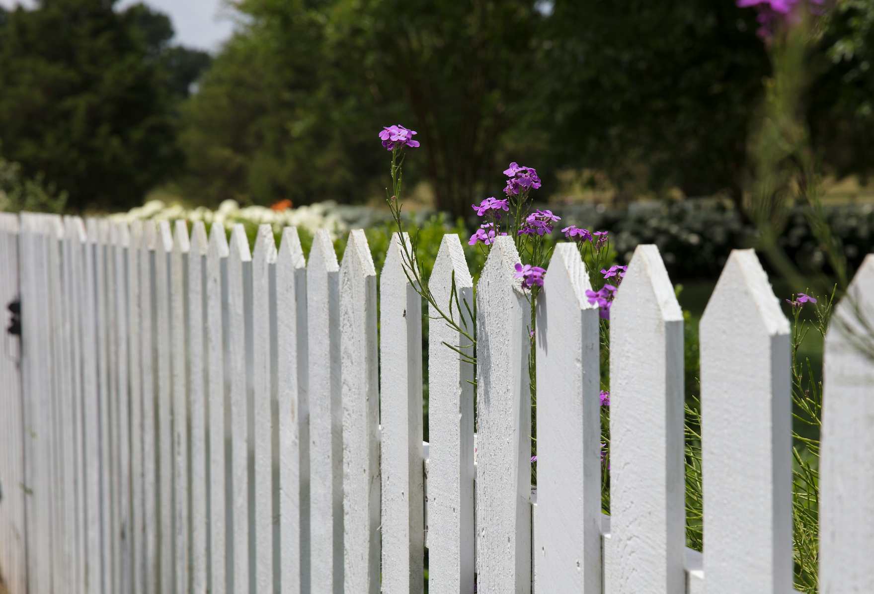 white picket fence with purple tulips coming through