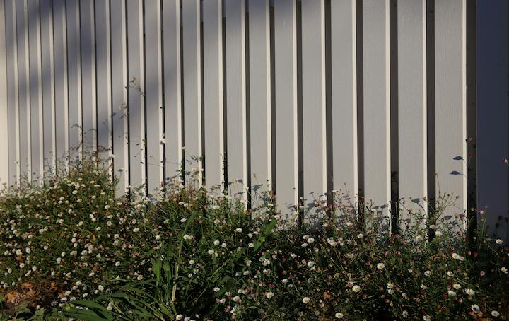 white fence behind a green bush that has white flower petals